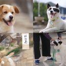 동물농장에 나온 강아지 푸바오 이미지