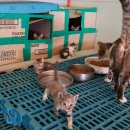 슈퍼염소농장 이미지