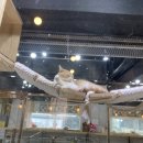 히히냥냥 이미지