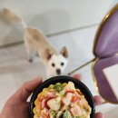 댕냥밥상 | 내돈내산 댕냥밥상 강아지 고양이 꼬꼬고구마타르트
