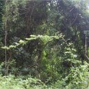 숲속풍경 이미지