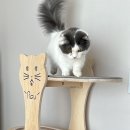 나무 밑 고양이 이미지