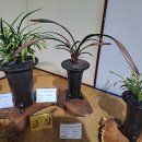 한국란농원 이미지