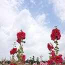 접시꽃민박 | [경주여행] 첨성대 접시꽃 (6월 17일 기준) / 황리단길 / 경주가볼만한곳 부산근교 경주데이트 인생샷
