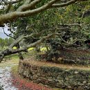 바닷가 숲속 이미지