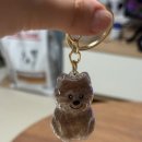 대구 수성구 애견미용 추천 [댕띠끄] 우리 집 강아지 꼼이 미용 후기