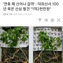 100년 묵은 산삼 이미지