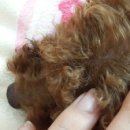 경북가축병원 이미지