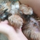 금나래 동물병원 이미지