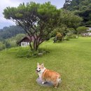 하동한국병원 | 구례 하동 반려견 동반 가족 여행 [ 화엄사 / 삼성궁 / 빙구례 / 목월빵집 / 화개장터 / 청운식당...