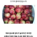 신비 복숭아 5키로 30000 원 무료배송 이미지