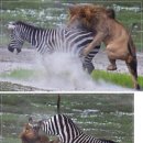 동물의왕국
