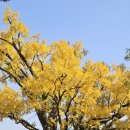 은행나무빌라 이미지