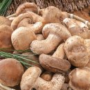 송향 | 일품 송향버섯 후기 송이향 나는 국내산 버섯 내돈내산