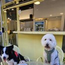 댕스베리 이미지