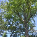 화순 부춘정 이미지