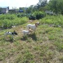 이암농장 이미지