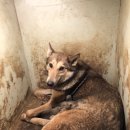 바론켄넬 이미지