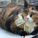 제일 그루밍샵 이미지