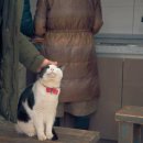 묘생역전 이미지