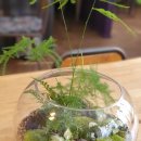 책상 위의 작은 정원, 테라리움 만들기 이미지