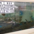 포항참가자미횟집 이미지