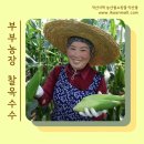 부부옥수수 이미지