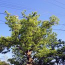 느티나무 이미지