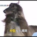 슈퍼독 이미지