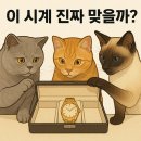 카카오 스크린 용두점 | 이 시계 진짜 맞을까? 명품 시계 가품 구별법 제대로 알려드립니다