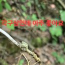 심목청과