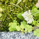 (버스)송탄출장소 이미지