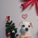 라이크어독 이미지