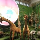 테지움사파리 이미지