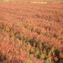 함초농장 이미지