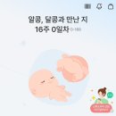 11545-05-07-16 | 쌍둥이 임신 15~16주차(성별확정, 신경관결손검사, 조기진통?!)