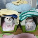 우리집 똥강아지 이미지