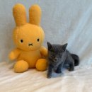 도그마루 강아지 고양이 천안아산점 이미지