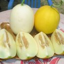 영희농장 이미지