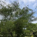 공작단풍나무에 발생한 선조 회귀현상 이미지