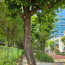 당산초교 이미지