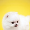 화이트폼 이미지