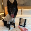 펫츠런 애견 이미지