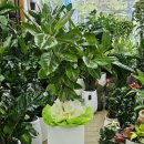 돌미상업로 이미지