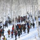 얼마나 좋길래 추운데도 몰려?… 69만 그루가 만든 41만 평 무료 자작나무 숲 이미지