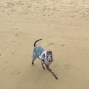 꼰띠고2 | 충남 태안 애견 동반 여행 안면도 꼰띠고 독채 애견 펜션