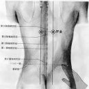 난경67 오장의 募穴(腹陰)과 兪穴(背陽) 이미지