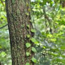 흥국사(체육시설 옆) 이미지
