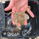 허육도2 | 보령 오천항 쭈꾸미낚시 허육도 워킹낚시 다녀왔어요 꿀팁