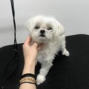 더 빛나개(the 빛나개) 이미지